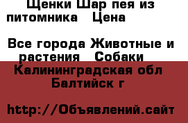 Щенки Шар пея из питомника › Цена ­ 25 000 - Все города Животные и растения » Собаки   . Калининградская обл.,Балтийск г.